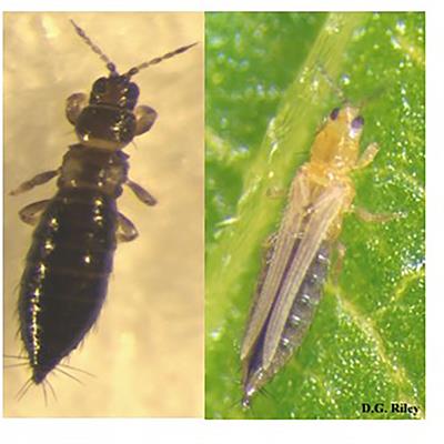 Resistance to Thrips in Peanut and Implications for Management of Thrips and Thrips-Transmitted Orthotospoviruses in Peanut